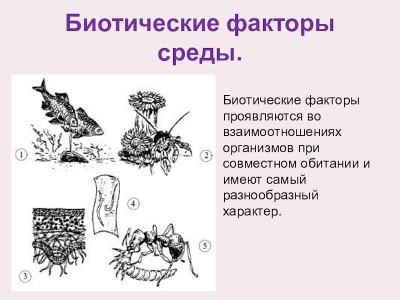 Биотические факторы картинки