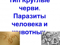 Презентация Тип Круглые черви. Паразиты человека