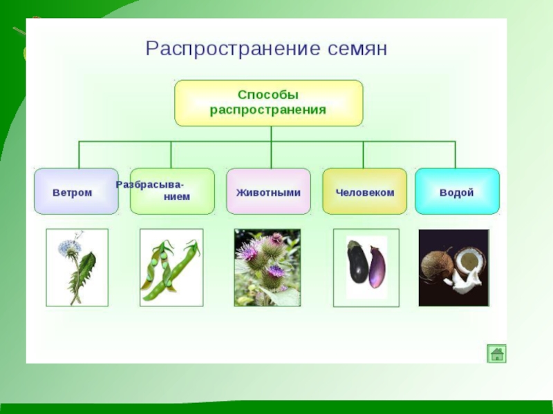 Общие признаки разнообразие распространение растений. Разнообразие плодов и семян. Разнообразие растений схема. Разнообразие культурных растений. Многообразие растений схема 6 класс.