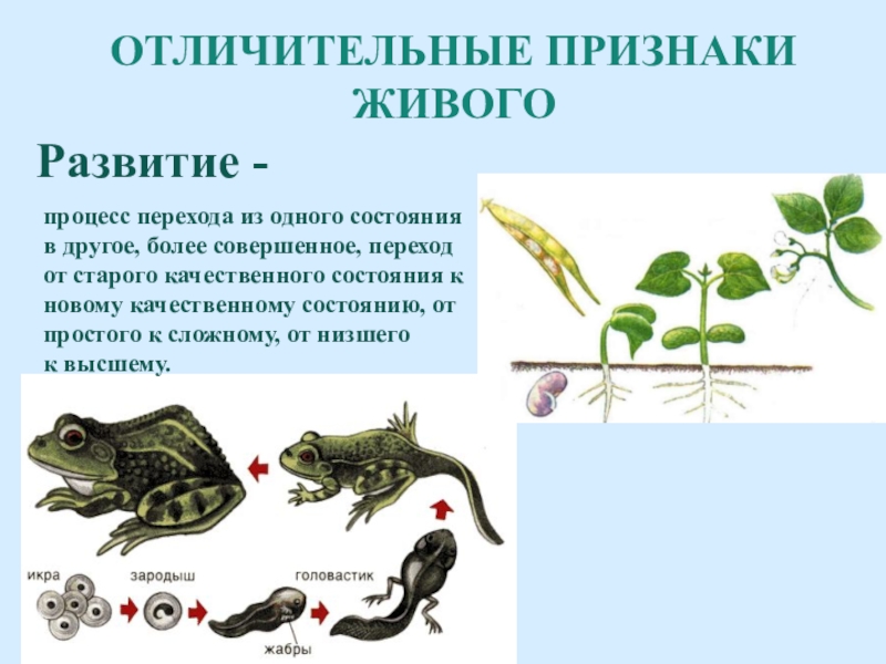 Признаки живых организмов картинки