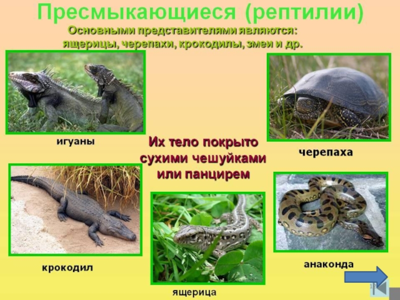 Рептилии фото с названиями и описанием для детей