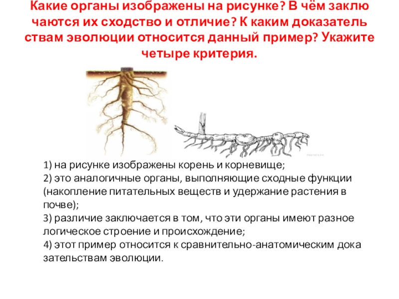 Какую систему органов формирует орган изображенный на рисунке укажите название функции структур