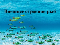 Презентация по биологии Внешнее строение рыб