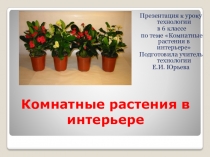Презентация к уроку технологии Комнатные растения в интерьере