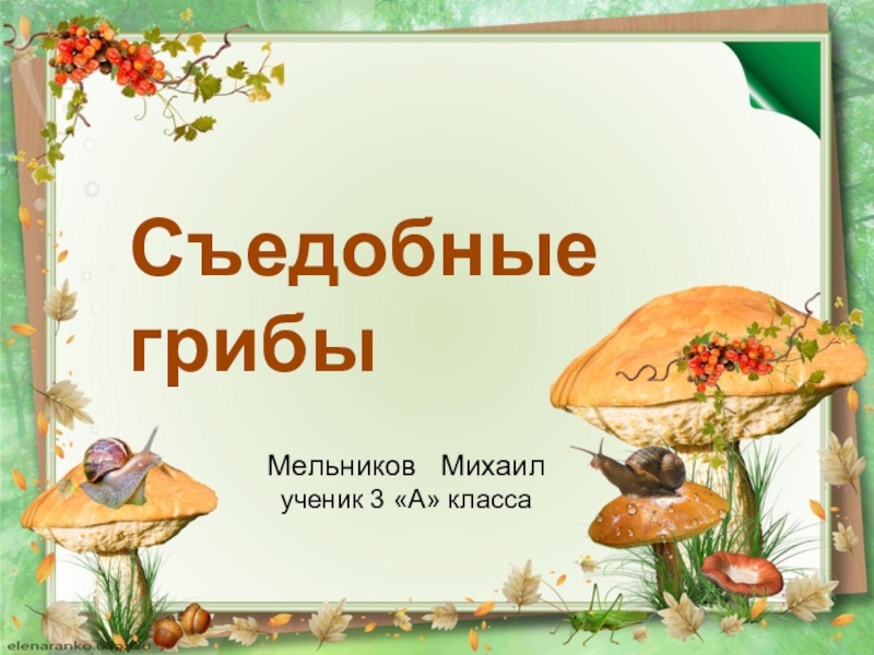 Тема грибы 3 класс. Тема царство грибов. Грибы презентация. Строение и многообразие грибов. Фон для презентации на тему грибы.