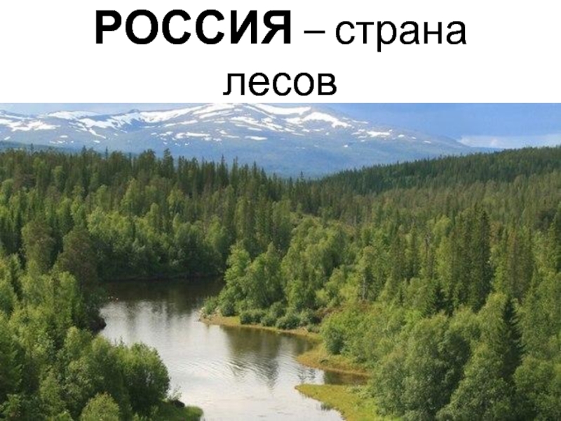 РОССИЯ – страна лесов