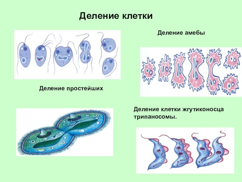 Процесс деление клетки объект