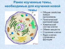 Презентация Жизненный цикл клетки (10 класс)
