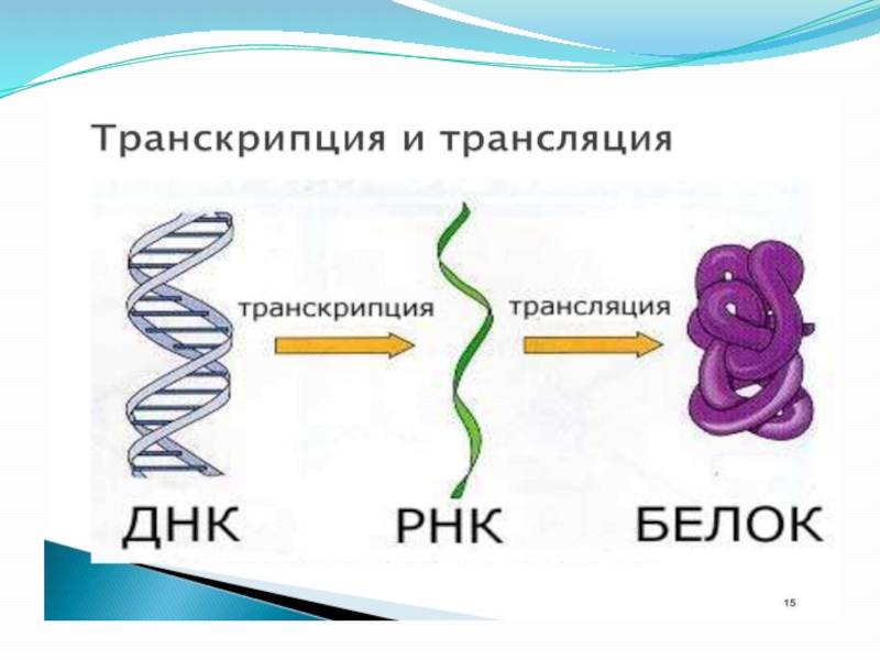 Транскрипция и трансляция