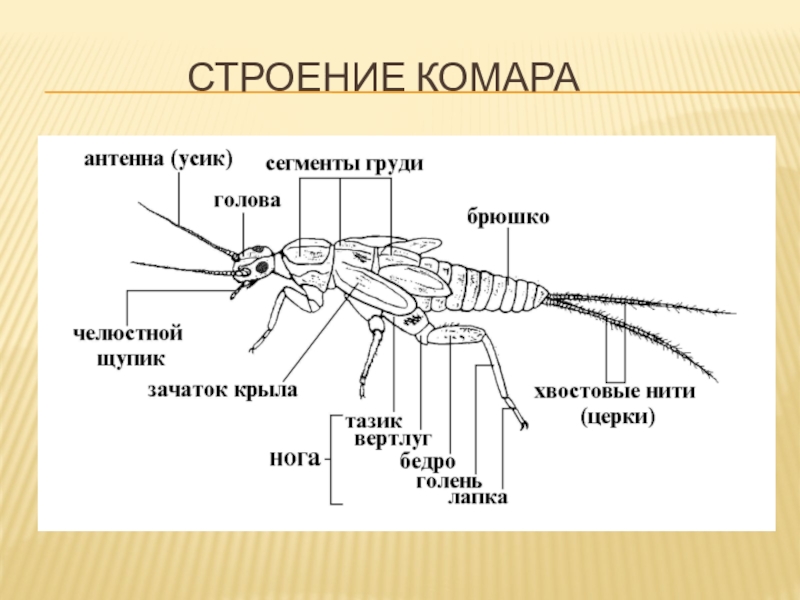 Почему кусают комары проект 1 класс