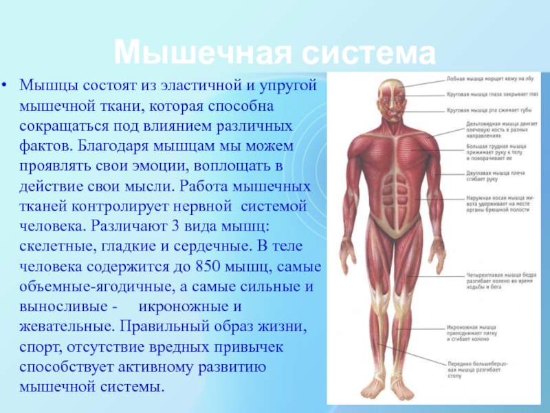 Белок из которого состоят мышцы. Мышечная система человека. Мышца состоит из. Мышцы человека анатомия презентация.