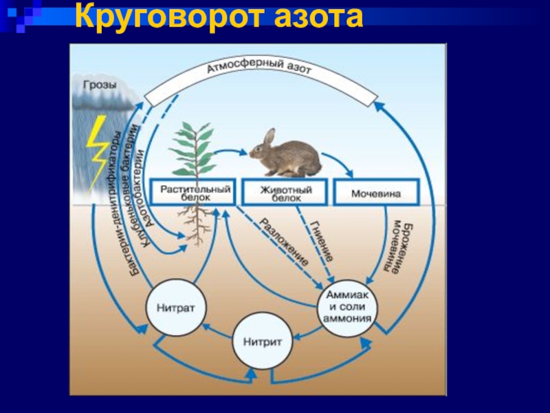 Почему растения считаются начальным звеном круговорота веществ. Круговорот азота в биосфере. Круговорот веществ в биосфере азот. Схема круговорота азота в природе химия. Азот химия круговорот азота в природе.