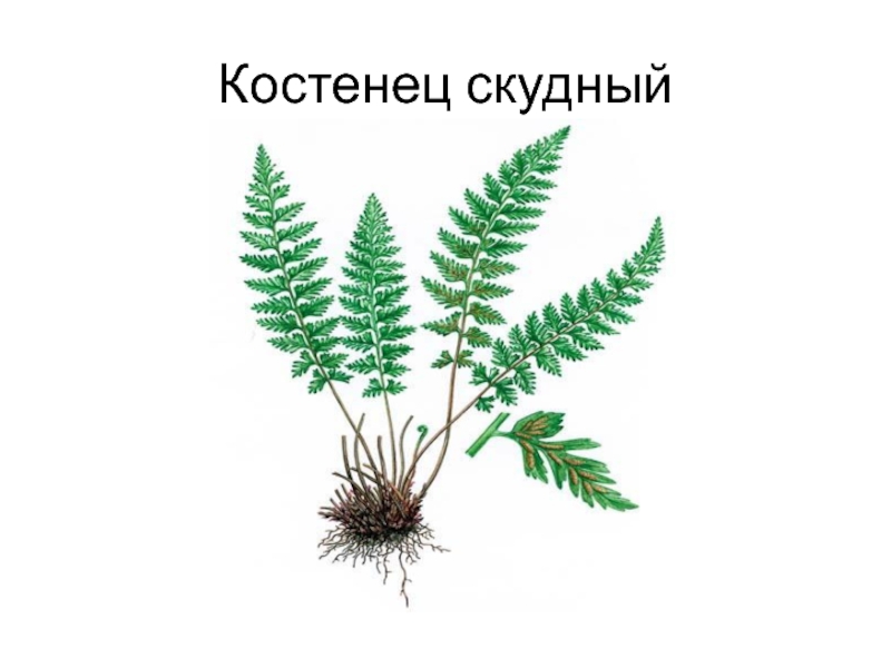 Папоротники 3 класс окружающий. Краснокнижные папоротники. Папоротник красная книга. Костенец скудный. Папоротники занесенные в красную книгу.