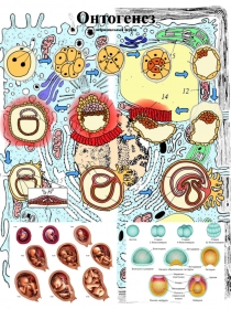 Раздаточный материал по теме: Онтогенез (эмбриональный период)