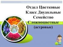Презентация по биологии на тему семейство сложноцветные