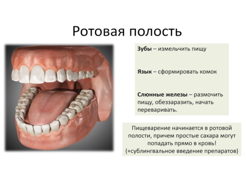 Проект про зубы 8 класс биология