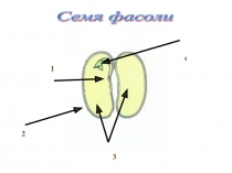 Презентация по биологии на тему Корень (6 класс)