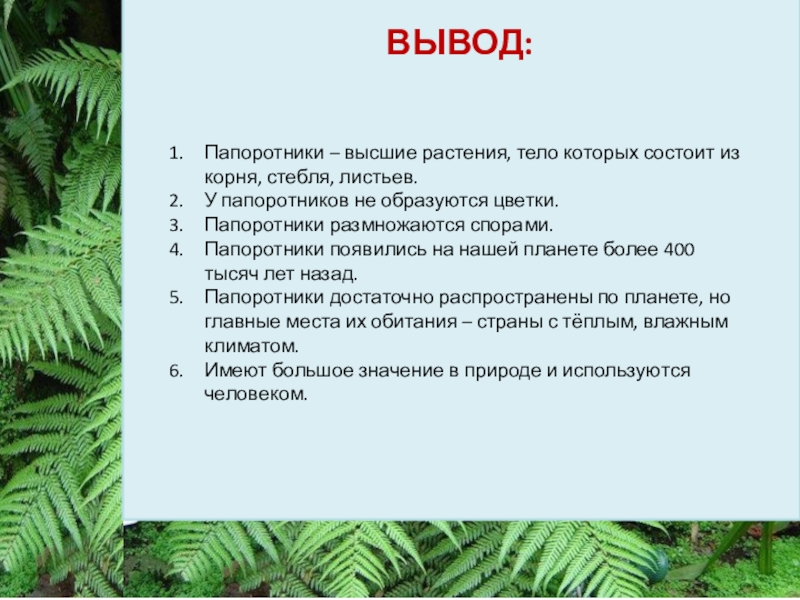 Проект по биологии на тему папоротники 6 класс