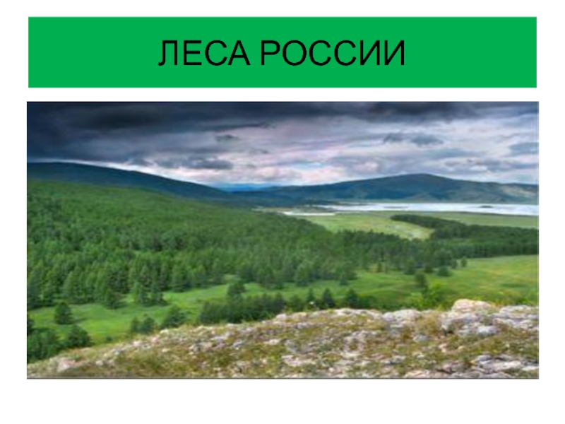 Презентация Презентация по окружающему миру 1 класс Леса России