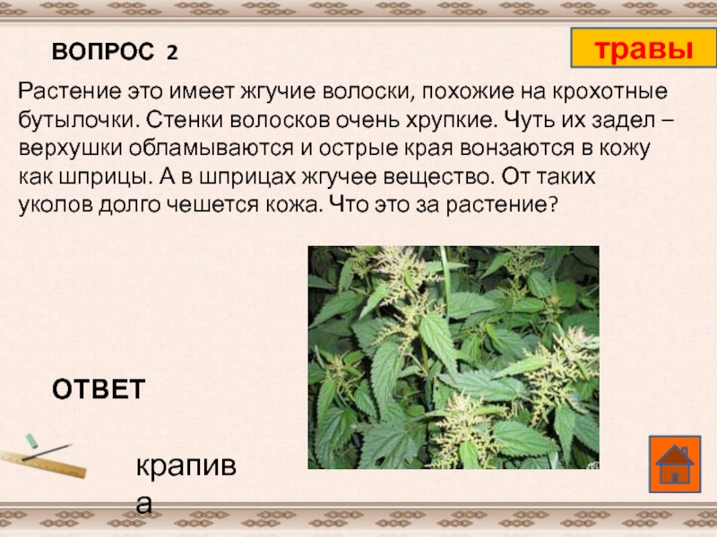 Трава ответ. Жгучие волоски у растений. Какое растение имеет Жгучие волоски. Вопросы про жгучих растений. Какими волосками обладает растение.