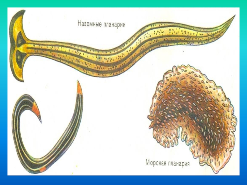 Белая планария это активный хищник. Наземная планария. Морская планария паразит. Морская планария рисунок. Планария простейшая.