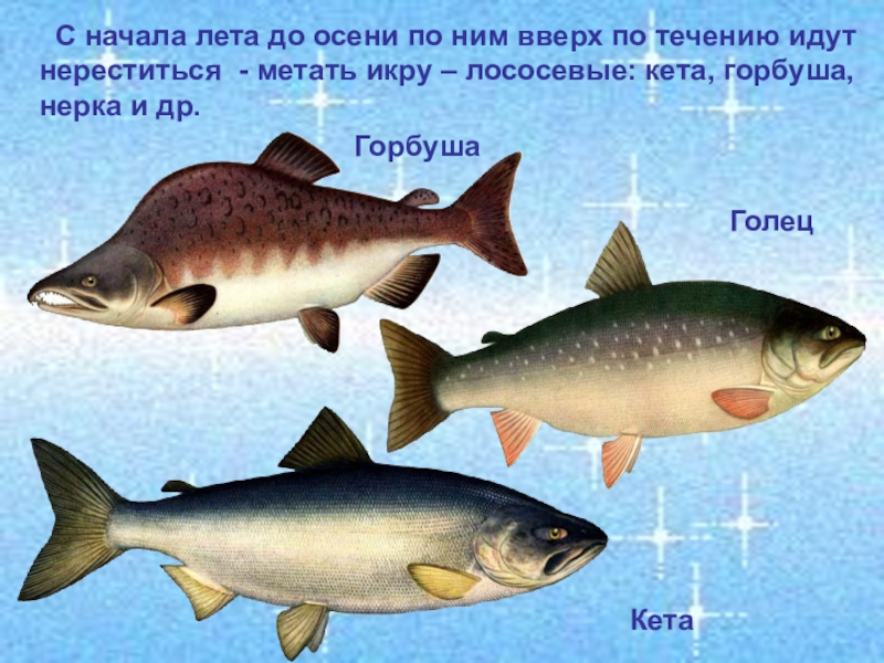 Чем отличается горбуша. Голец и кета. Голец и горбуша. Горбуша гонцы. Кета голец горбуша.