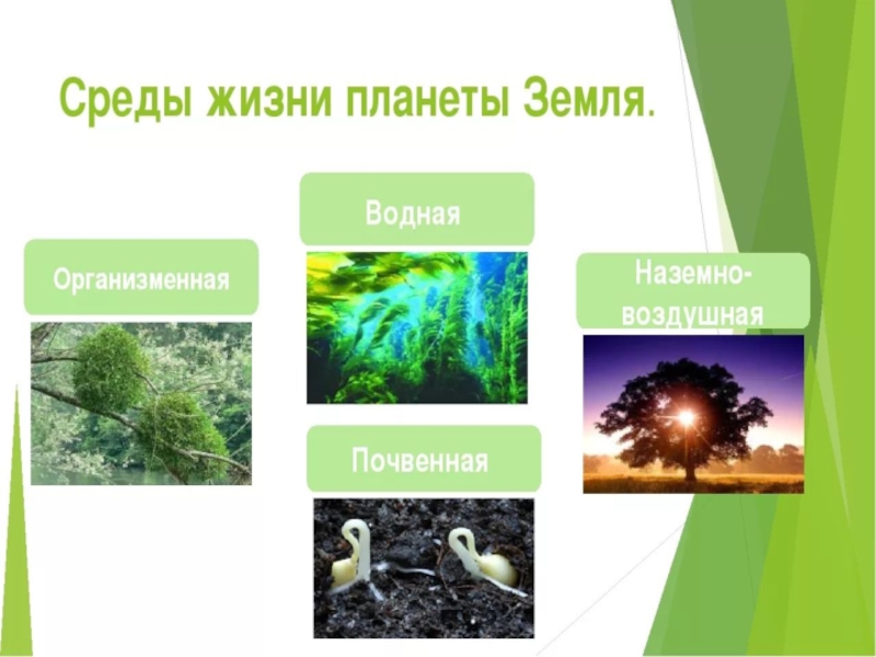 На тему жизнь на земле. Жизнь организмов на планете земля. Жизнь организмов на планете земля 5 класс презентация. Жизнь организмов на планете земля 5 класс биология. Сообщение жизнь организмов на планете земля.