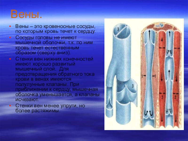 Полость кровеносных сосудов. Кровеносные сосуды. Вена кровеносный сосуд.