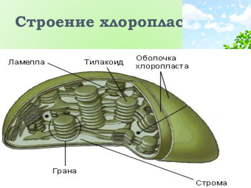 Хлоропласт на рисунке