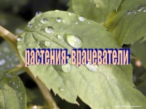 Презентация для детей подготовительной группы Растения-врачеватели