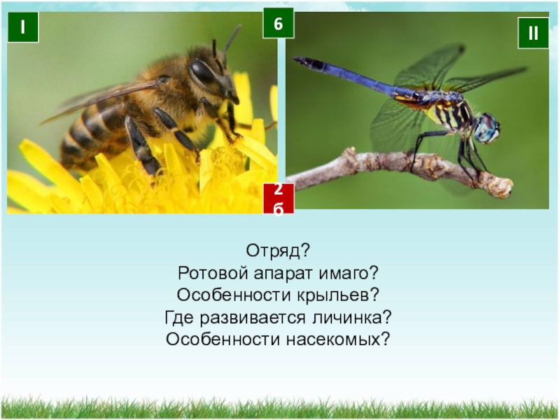 Многообразие насекомых 7 класс презентация