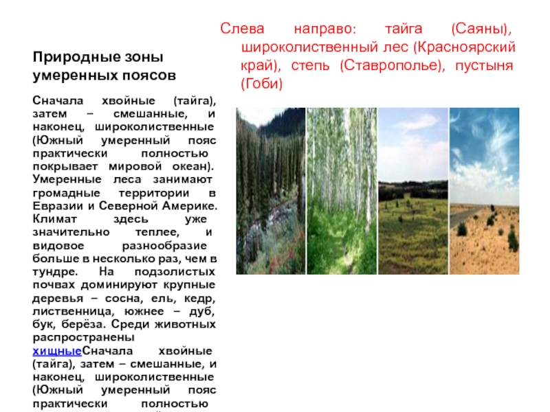 Природные зоны умеренных поясовСлева направо: тайга (Саяны), широколиственный лес (Красноярский край), степь (Ставрополье), пустыня (Гоби)Сначала хвойные (тайга),