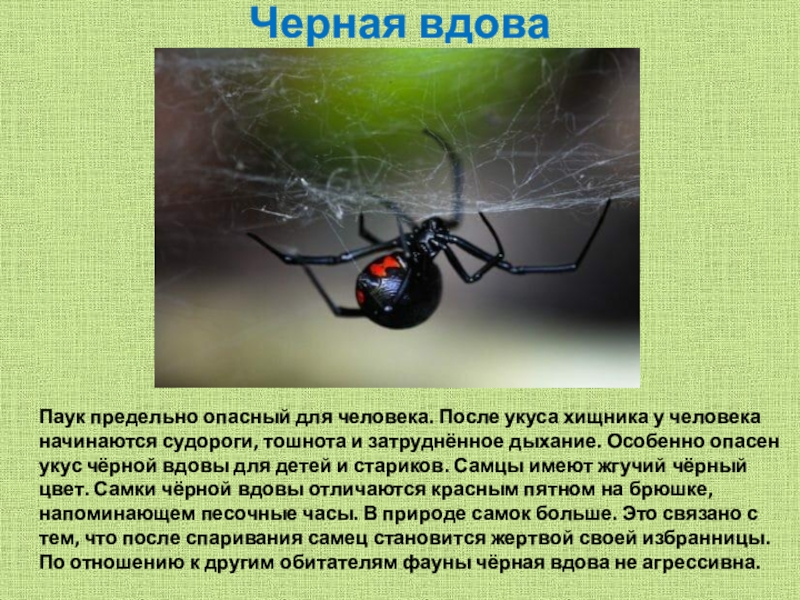 Ядовитая вдова. Проект про паука черная вдова. Паук чёрная вдова укус. Черная вдова паук после укуса.