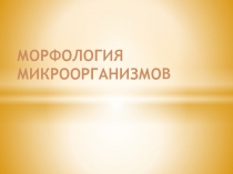 Презентация по биологии на тему Морфология микроорганизмов