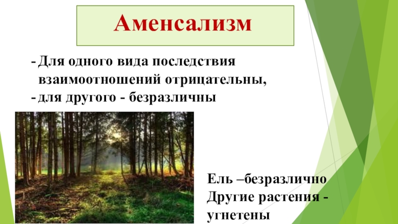 Природа служит примером. Тип взаимодействия аменсализм. Аменсализм характер взаимодействия. Биотические отношения аменсализм. Аменсализм Тип взаимоотношений.