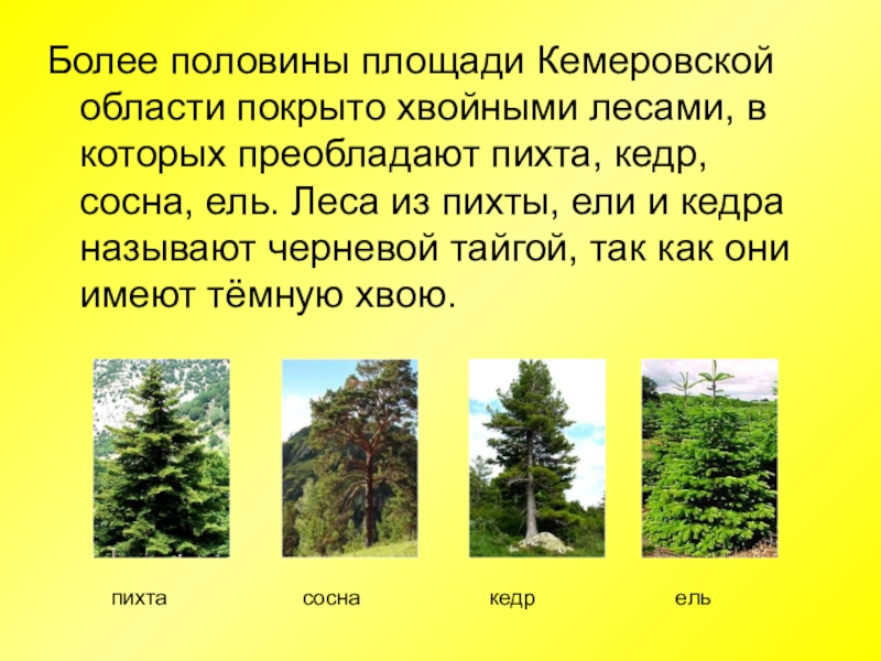 Характеристики соснового и елового леса по группам. Ель сосна кедр пихта. Ель сосна пихта. Лиственные леса Кузбасса. Растительный мир Кемеровской области.