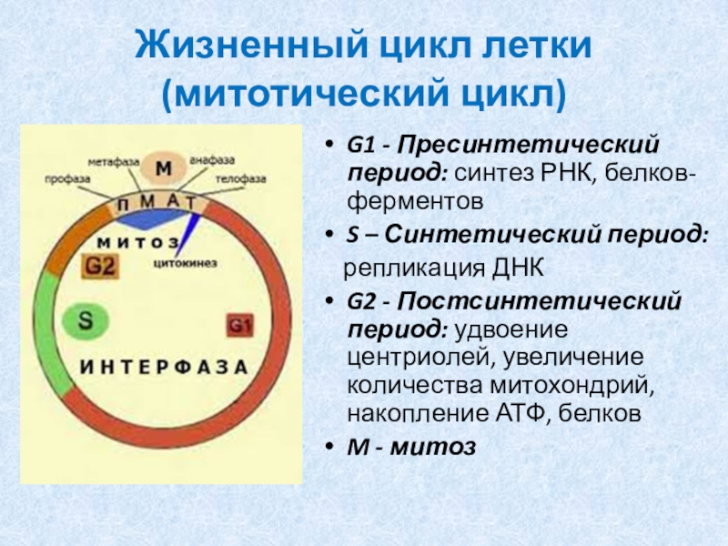 Процессы жизненного цикла клетки. Периоды митотического цикла. Пресинтетический период митотического цикла. Синтез РНК период клеточного цикла. Синтез ДНК В пресинтетический период.