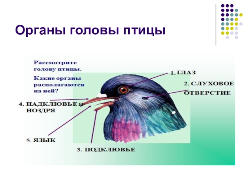 Зарисуйте схему внешнего строения птицы