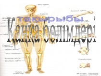 Презентация по биологии на тему Қаңқа бөлімдері