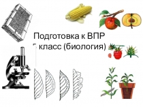 Презентация Подготовка к ВПР по биологии. 5класс