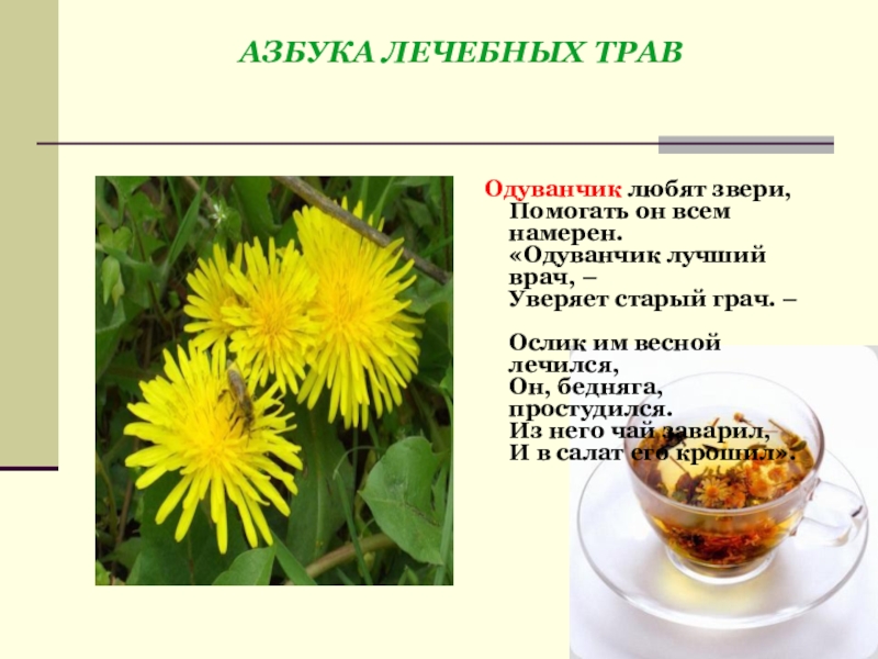 Одуванчики цветы польза и вред для здоровья. Одуванчик лекарственное растение. Одуванчик полезное растение. Чем полезен одуванчик. Одуванчик и его полезные свойства.