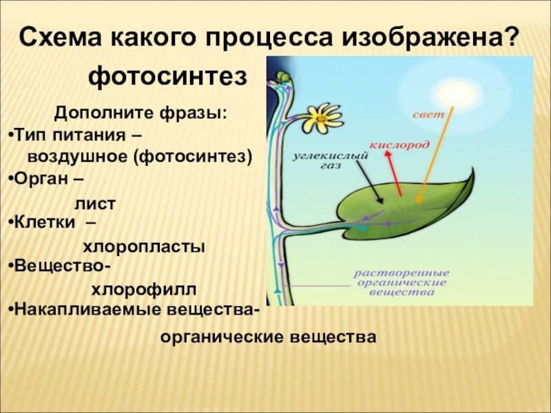 Биология жизнедеятельность организмов. Жизнедеятельность организмов. Жизнедеятельность организмов 6 класс. Жизнедеятельность организмов 6 класс биология. Процессы жизнедеятельности живых организмов.