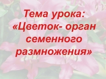 Презентация к уроку по биологии на тему Цветок - орган семенного размножения (6 класс)