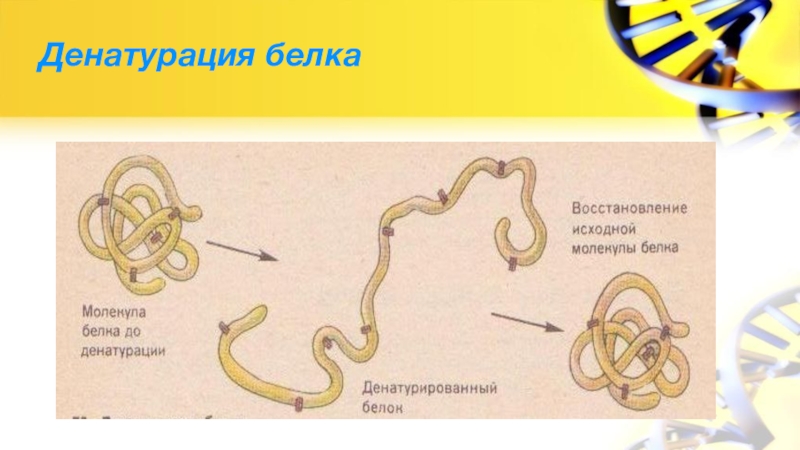 Денатурация белков проект