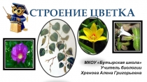 Презентация по биологии на тему Строение цветка
