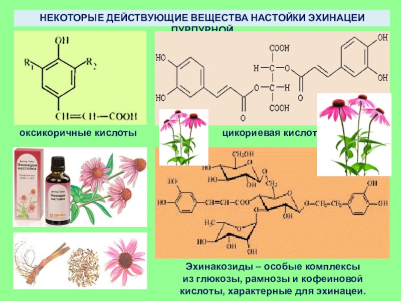 Ароматические вещества и их значение для человека проект по биологии 9