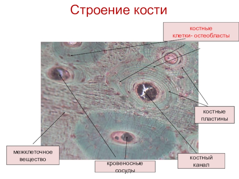 Клетки и межклеточное вещество. Межклеточное вещество костной ткани препарат. Костная ткань клетки и межклеточное вещество. Строение клетки костной ткани. Строение межклеточного вещества костной ткани.