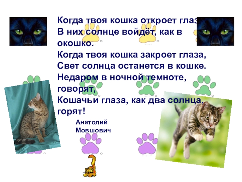 Кошка открыта