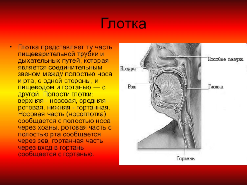Глотка т. Глотка гортань пищевод анатомия. Строение и функции глотки. Носовая и ротовая части глотки.