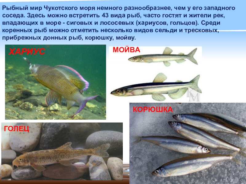 Сколько видов рыб водится в охотском. Промысловые рыбы Чукотского моря. Чукотское море ихтиофауна. Рыба в Охотском море. Чукотское море органический мир.
